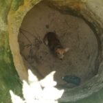 video:-vira-lata-caramelo-e-resgatado-de-poco-com-5m-de-profundidade