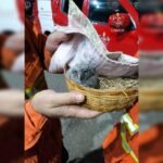 filhote-de-coruja-e-resgatado-por-bombeiros-em-planaltina.-video