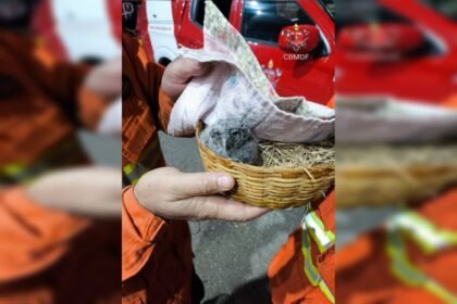 filhote-de-coruja-e-resgatado-por-bombeiros-em-planaltina.-video