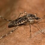 mosquitos-sao-encontrados-pela-1a-vez-em-cidade-de-clima-congelante
