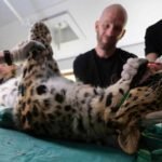 feito-inedito:-a-inseminacao-que-pode-salvar-raro-felino-da-extincao