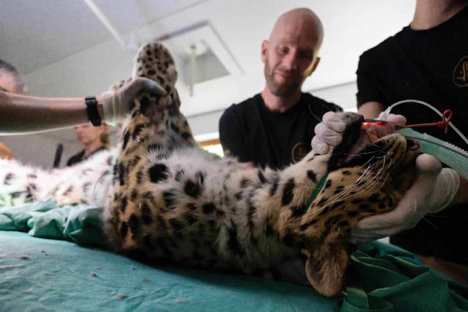 feito-inedito:-a-inseminacao-que-pode-salvar-raro-felino-da-extincao