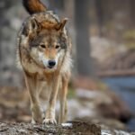 lobos-tem-mais-medo-de-humanos-que-de-caes