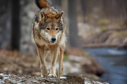 lobos-tem-mais-medo-de-humanos-que-de-caes