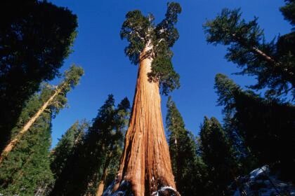 gigantes,-grossas-e-resistentes:-conheca-caracteristicas-das-sequoias
