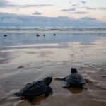estudo-avalia-se-calor-pode-interferir-na-inteligencia-das-tartarugas