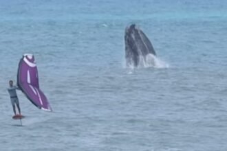 video:-atleta-brasileiro-treina-ao-lado-de-baleias-no-mar-de-sc