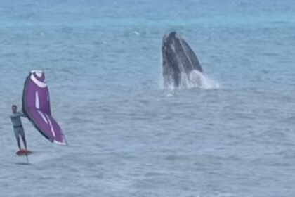 video:-atleta-brasileiro-treina-ao-lado-de-baleias-no-mar-de-sc