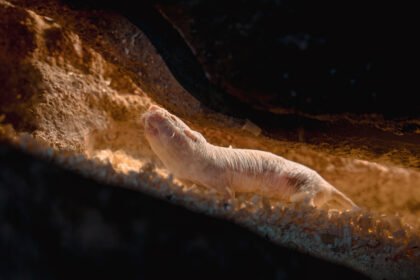 ratos-toupeira-pelados-mostram-que-segredo-da-longevidade-e-uma-proteina