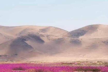 deserto-do-atacama-e-tomado-por-flores;-entenda-o-fenomeno