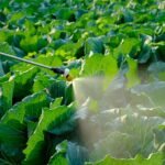 mudancas-climaticas-podem-tornar-cultivo-de-alface-inviavel-no-brasil