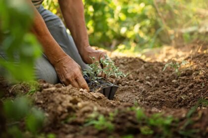 agroamigo:-governo-federal-amplia-programa-de-microcredito-rural