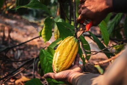 brasil-esta-prestes-a-ganhar-a-maior-fazenda-de-cacau-do-mundo  