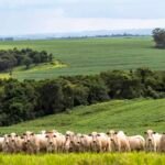 emissoes-da-producao-de-carne-no-brasil-extrapolam-limites-internacionais