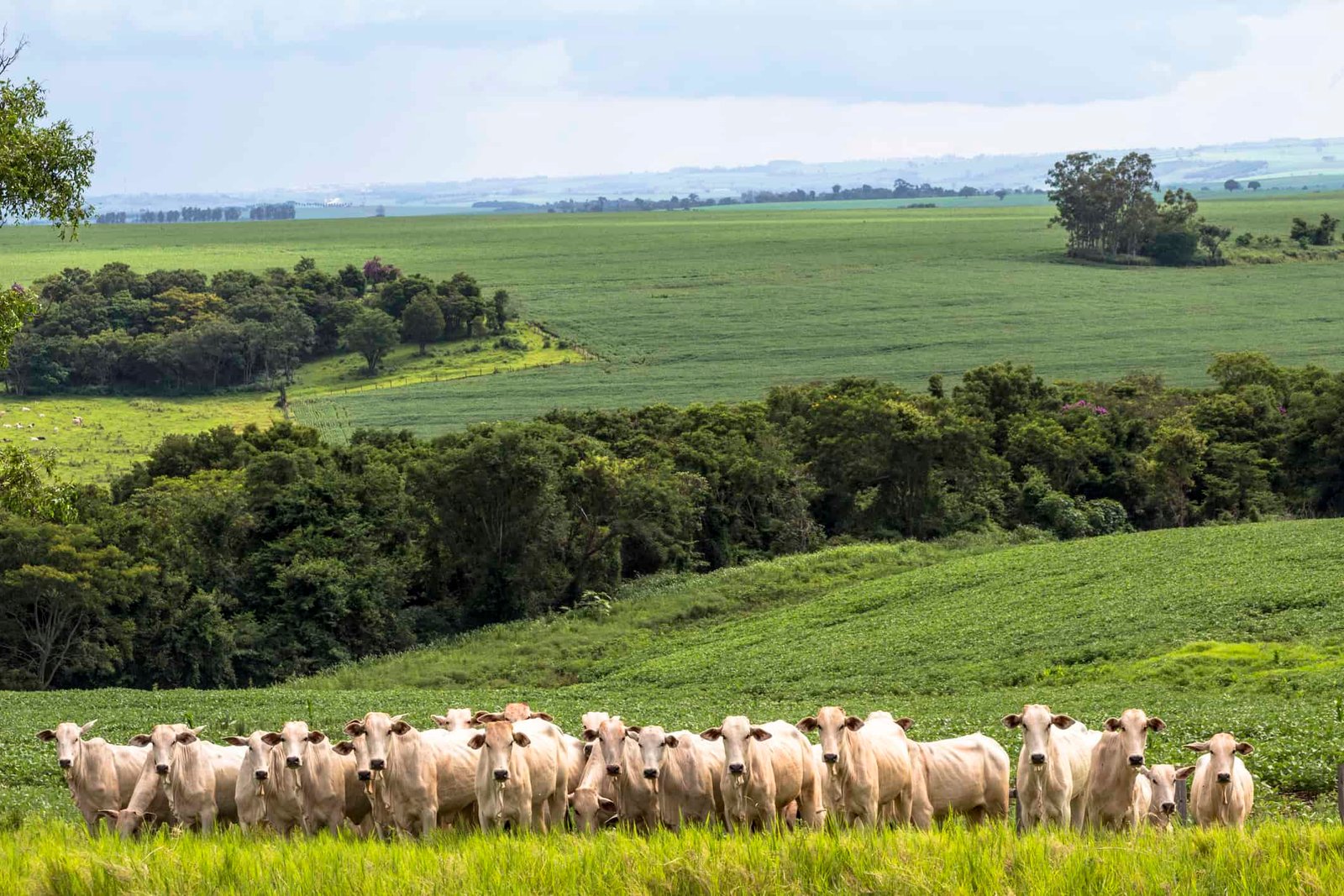 emissoes-da-producao-de-carne-no-brasil-extrapolam-limites-internacionais