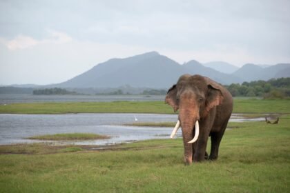 com-participacao-do-brasil,-nova-vacina-pode-impedir-a-extincao-de-especie-de-elefante