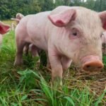 china-realiza-primeiro-transplante-de-figado-de-porco-em-um-humano-vivo