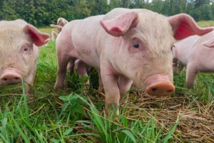 china-realiza-primeiro-transplante-de-figado-de-porco-em-um-humano-vivo