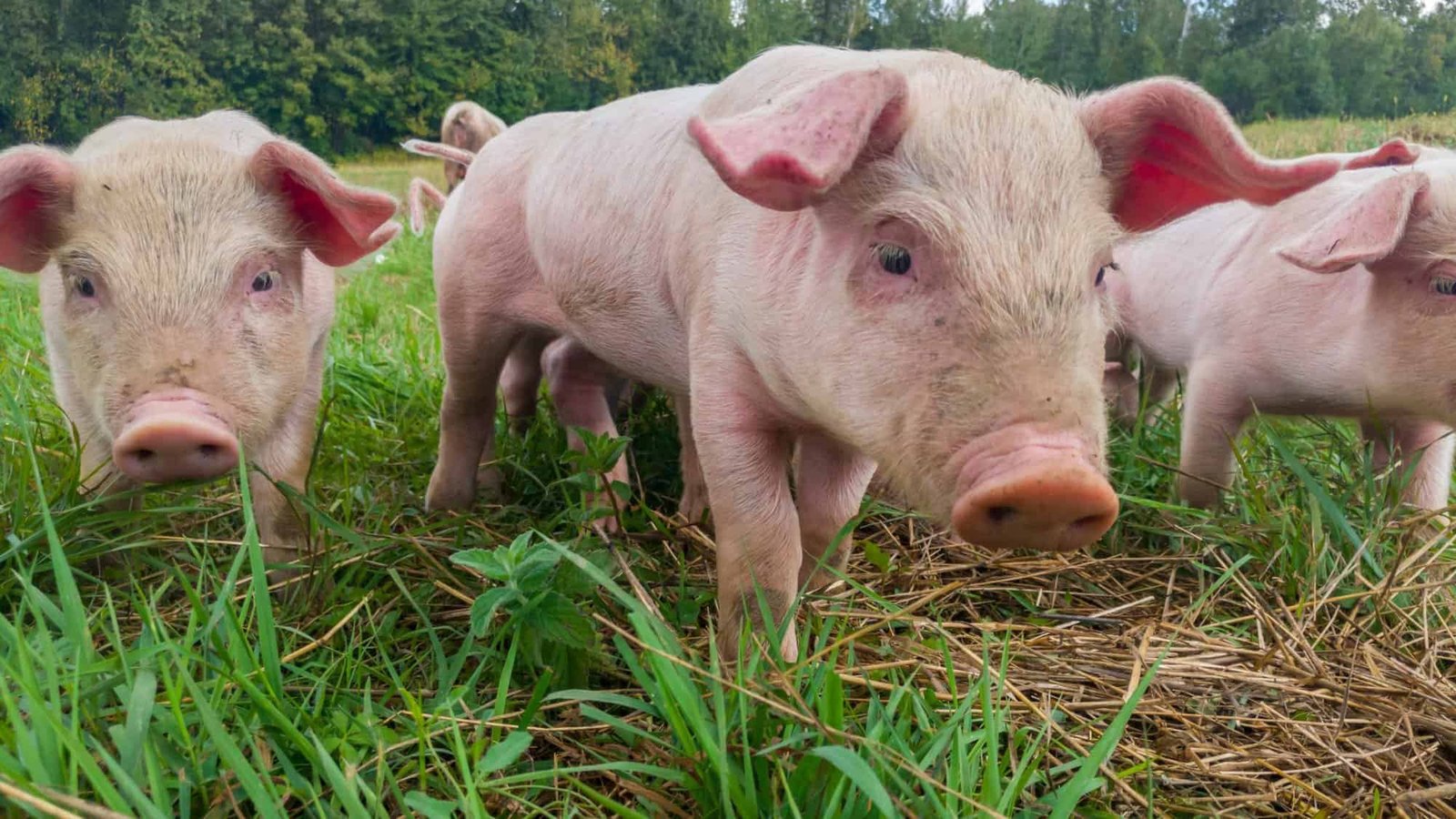 china-realiza-primeiro-transplante-de-figado-de-porco-em-um-humano-vivo