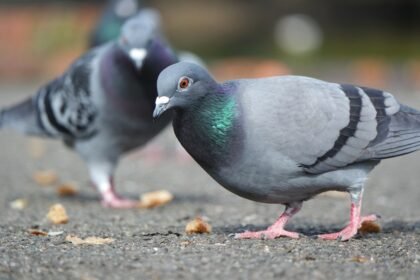 ratos-de-asas?-entenda-se-a-presenca-de-pombos-e-sinal-de-sujeira