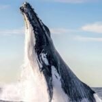 qual-animal-tem-o-pior-halito-do-mundo?
