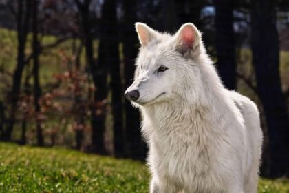 “lobos-terriveis”-criados-em-laboratorio-serao-soltos-na-natureza?-esse-grupo-defende-que-nao