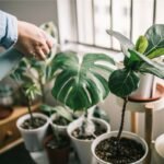 plantas-sentem-dor?-entenda-o-que-a-ciencia-ja-descobriu