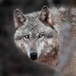 ao-contrario-do-que-narram-contos-infantis,-lobos-tem-medo-de-humanos