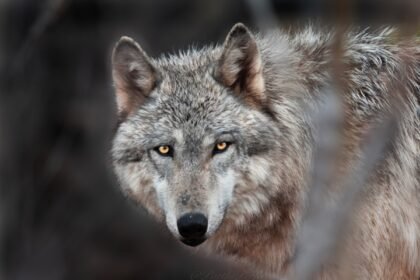 ao-contrario-do-que-narram-contos-infantis,-lobos-tem-medo-de-humanos