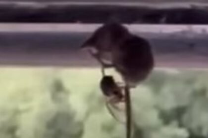 video-mostra-aranha-prendendo-mamifero-10-vezes-mais-pesado-que-ela