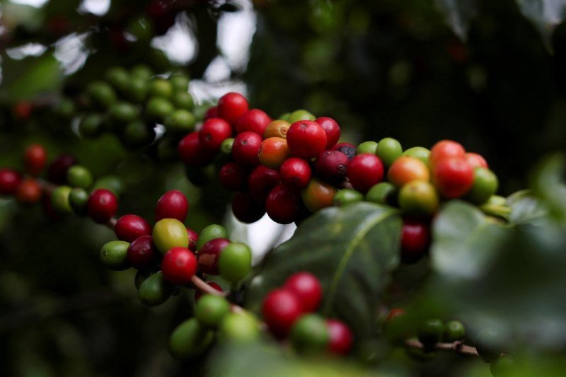 exportacao-de-cafe-verde-do-brasil-recua-18%-com-pressao-de-taxas-dos-eua
