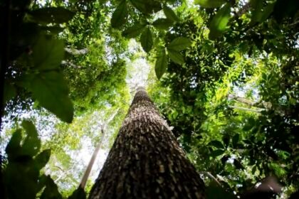 silvicultura:-florestas-plantadas-no-brasil-ocupam-area-equivalente-a-pernambuco