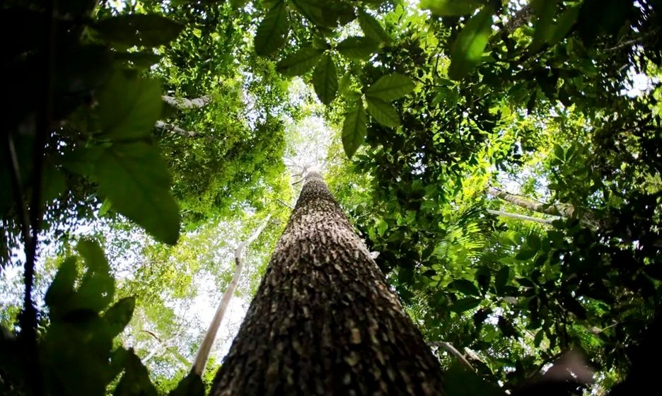 silvicultura:-florestas-plantadas-no-brasil-ocupam-area-equivalente-a-pernambuco