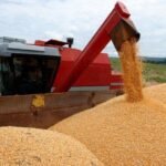 china-aprova-96-variedades-transgenicas-de-milho-e-duas-de-soja