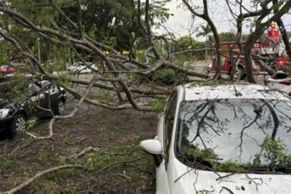 vendaval-derruba-arvore-em-cima-de-quatro-carros-na-asa-norte