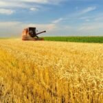 brasil-registra-recorde-de-350-milhoes-de-toneladas-de-graos-na-safra-2024/25