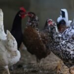 brasil-esta-nas-‘ultimas-negociacoes’-com-ue-e-china-para-retomar-embarques-de-frango,-diz-favaro