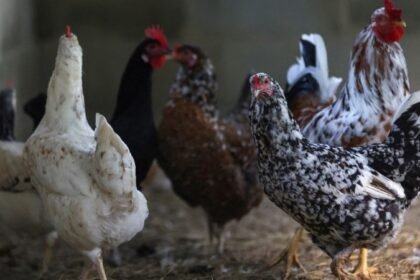 brasil-esta-nas-‘ultimas-negociacoes’-com-ue-e-china-para-retomar-embarques-de-frango,-diz-favaro