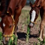 cientistas-criam-‘super-cavalos’-na-argentina-com-edicao-genetica