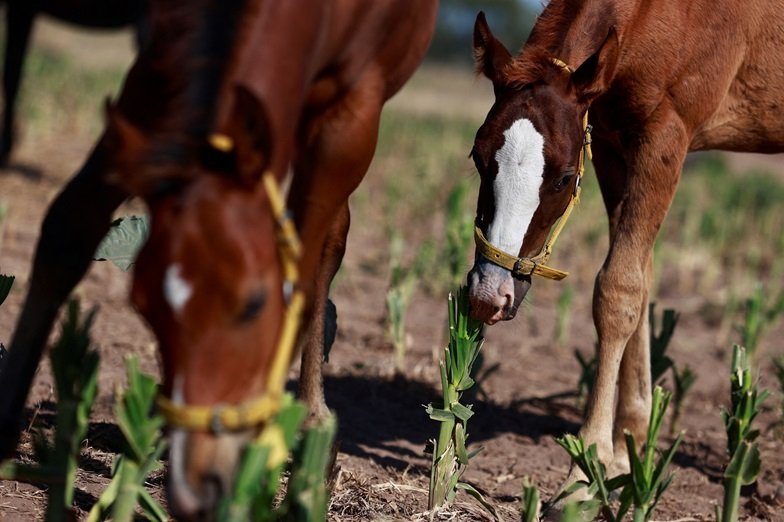 cientistas-criam-‘super-cavalos’-na-argentina-com-edicao-genetica