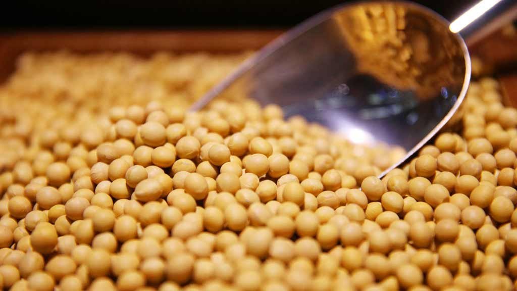 produtor-de-soja-brasileiro-economizou-r$-72-bi-com-plantio-transgenico-em-10-anos,-diz-agroconsult