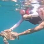 turista-toca-em-tartaruga-em-noronha-e-leva-multa-r$-10-mil.-video