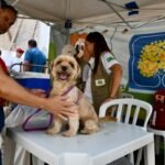 df-abre-vagas-para-castracao-gratuita-de-pets.-veja-como-se-inscrever