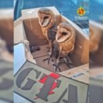 pmdf-prende-vendedor-que-comercializava-corujas-em-feira-no-df