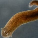 celulas-tronco-de-verme-podem-mudar-entendimento-da-regeneracao-humana