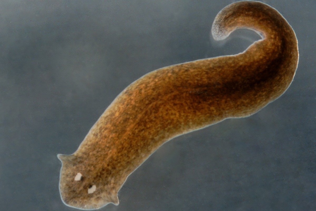 celulas-tronco-de-verme-podem-mudar-entendimento-da-regeneracao-humana