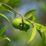 antioxidante,-esta-fruta-incomum-tem-mais-vitamina-c-que-a-laranja