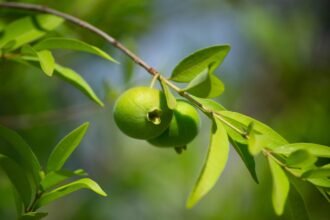 antioxidante,-esta-fruta-incomum-tem-mais-vitamina-c-que-a-laranja