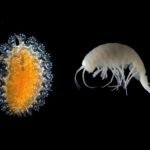 criaturas-bizarras,-incluindo-parasita-“pipoca”,-sao-descobertas-nos-oceanos