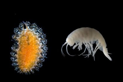 criaturas-bizarras,-incluindo-parasita-“pipoca”,-sao-descobertas-nos-oceanos